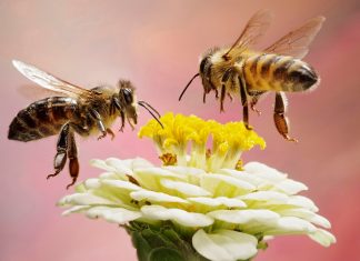 Five smart things honeybees can do