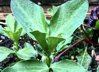 All eyes to the skies – and the weeds