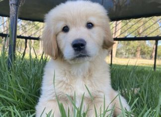 Elevating Golden Retriever Breeding in Melbourne