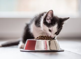 Optimize Your Kitten’s Health and Happiness with Premium Cat Food